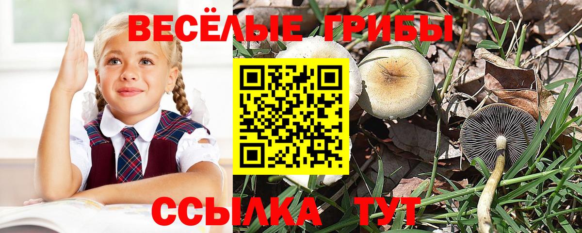 Псилоцибиновые грибы Psilocybine cubensis Избербаш